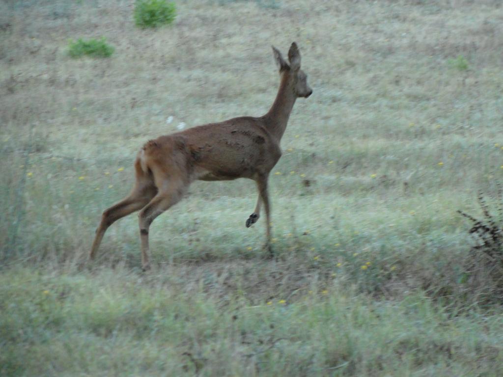 הוילה ריוטורטו Agriturismo Bronzivalle מראה חיצוני תמונה