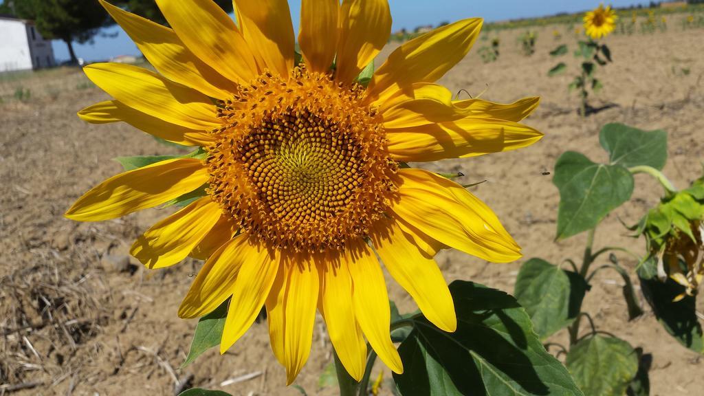 הוילה ריוטורטו Agriturismo Bronzivalle מראה חיצוני תמונה