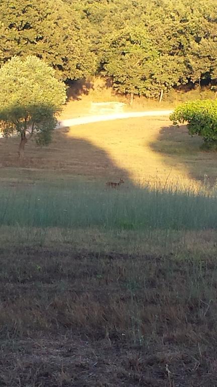 הוילה ריוטורטו Agriturismo Bronzivalle מראה חיצוני תמונה